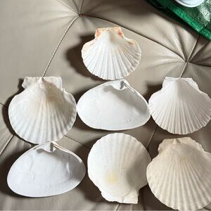 Seashells!! Clean, primed .  perfect